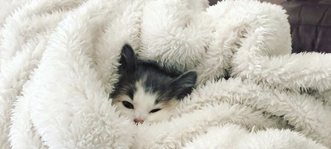 xgoddesslana header picture leakfans.com