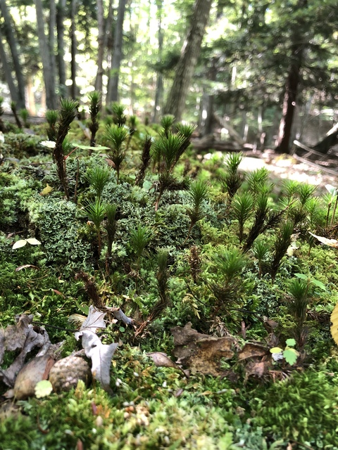 xlunamariex header picture leakfans.com