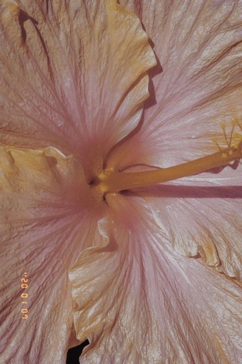 xochitl4 header picture leakfans.com