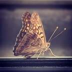 xoxofee profile picture leakfans.com