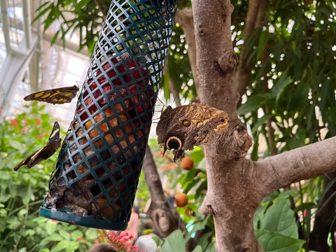 xxxberriesxxx header picture leakfans.com