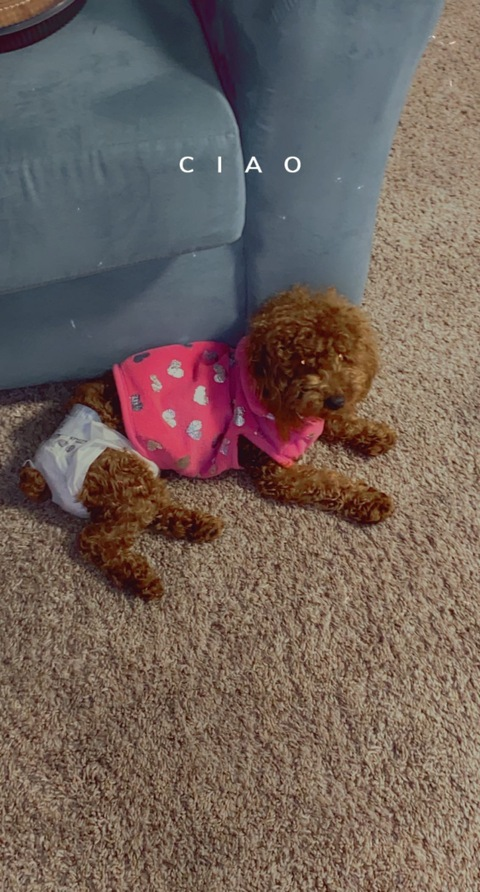 xxxendaya header picture leakfans.com