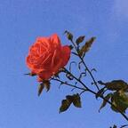 xxxibgdrgn profile picture leakfans.com