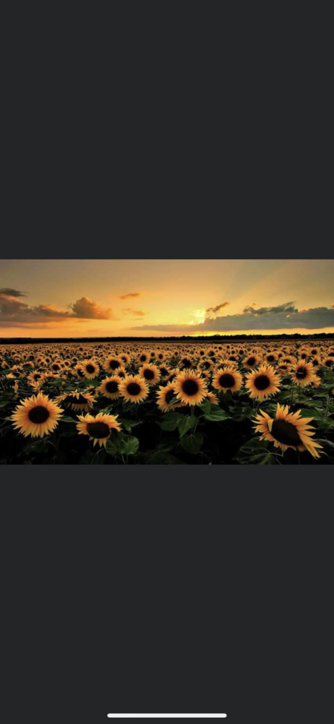 yellowcanary19 header picture leakfans.com