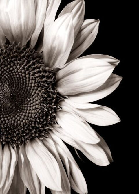 yellowsunflower2020 header picture leakfans.com