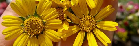 ylelez0 header picture leakfans.com