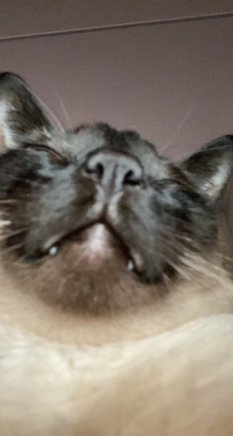 yodadeatsmyass header picture leakfans.com