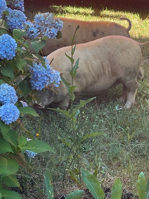 yugrac1 header picture leakfans.com