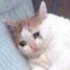 yummyniki profile picture leakfans.com