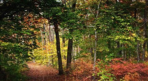 zacheesey header picture leakfans.com