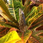 zensiboixxx profile picture leakfans.com